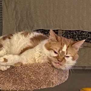 Meet your Posher, Russelll